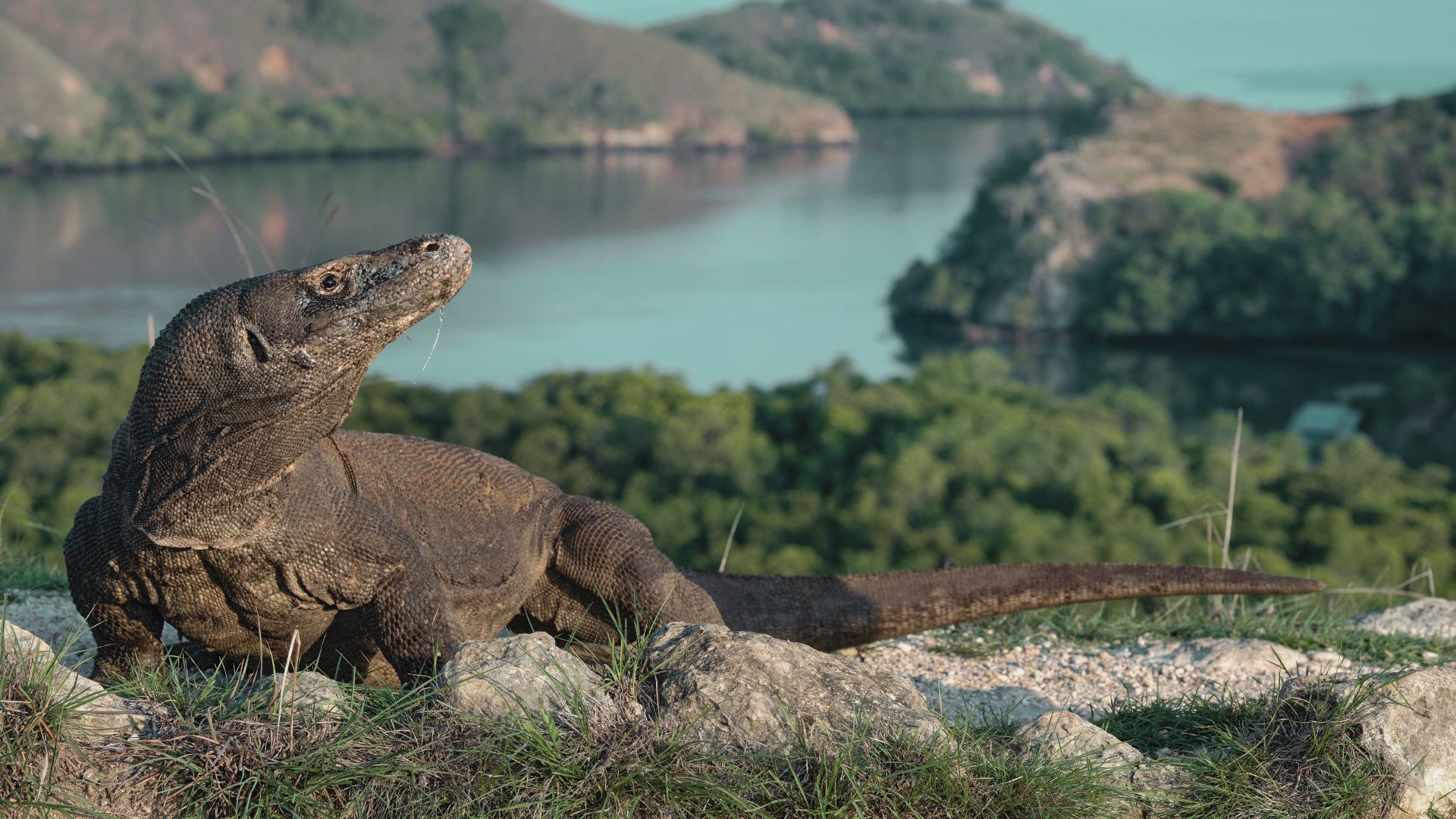 Penurunan Populasi Komodo di 2024 Jadi Sinyal Ancaman bagi Keanekaragaman Hayati
